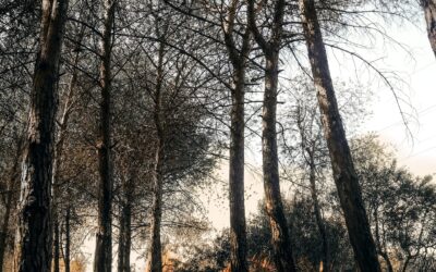 Environmental Management